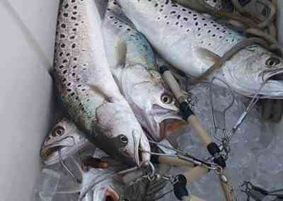 a picture of a cooler full of seatrout