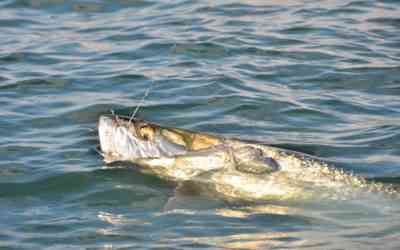 The 2022 Tarpon Fishing Season In Winyah Bay
