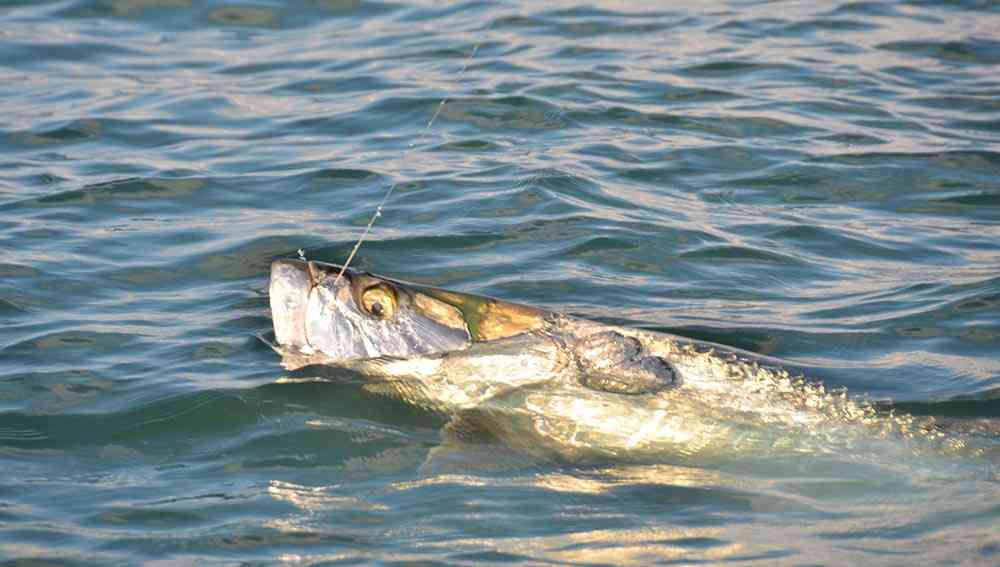 a picture of a tarpon
