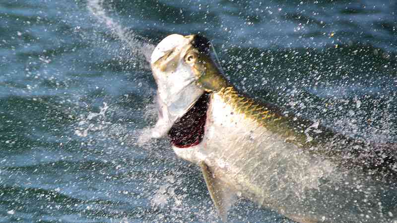 a picture of a tarpon