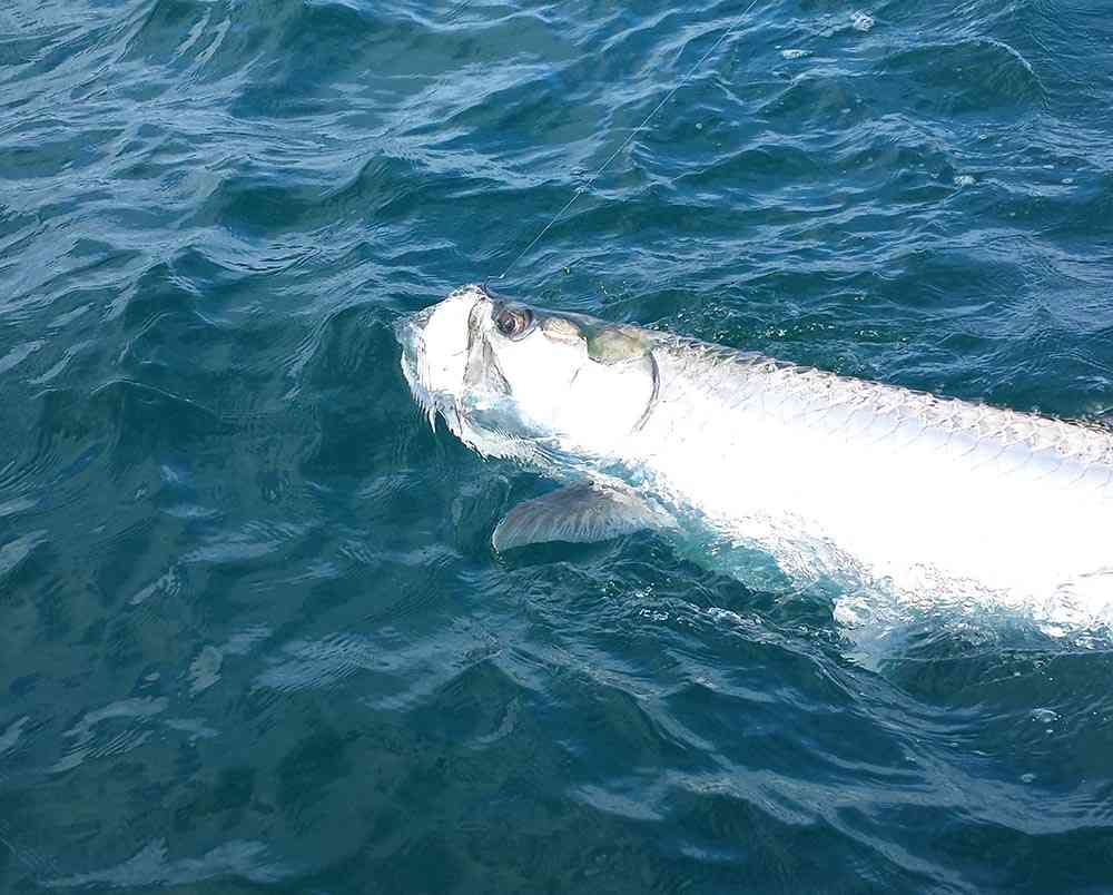 a picture of Tarpon Fishing Charters with Harvest Moon Fishing Charters