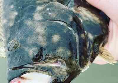 a picture of a flounder