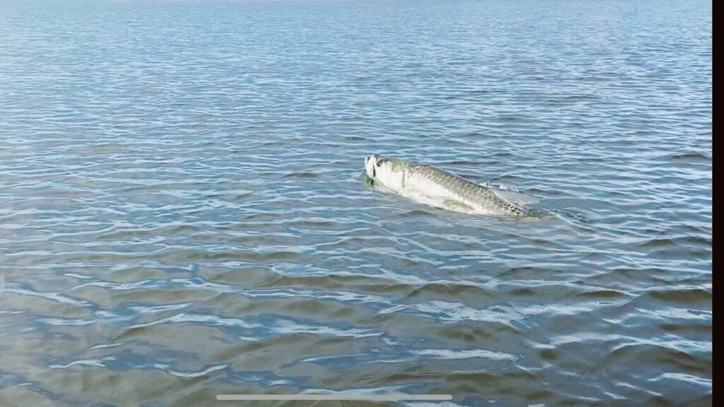a picture of Tarpon Fishing Pawleys Island with Harvest Moon Fishing Charters