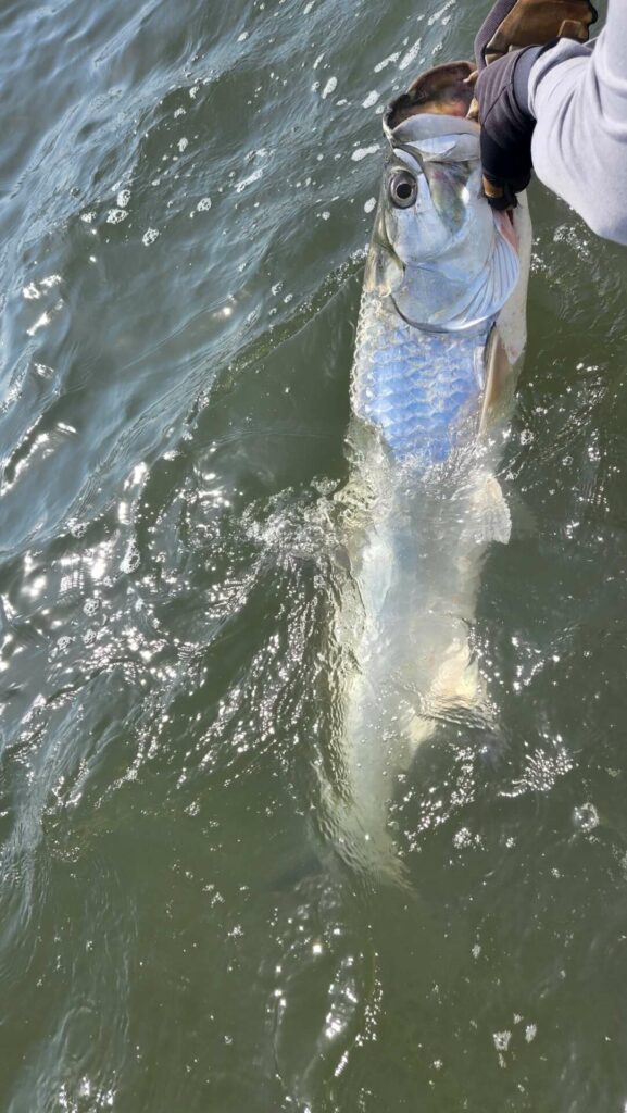 a picture of July Tarpon Report for South Carolina with Harvest Moon Fishing Charters