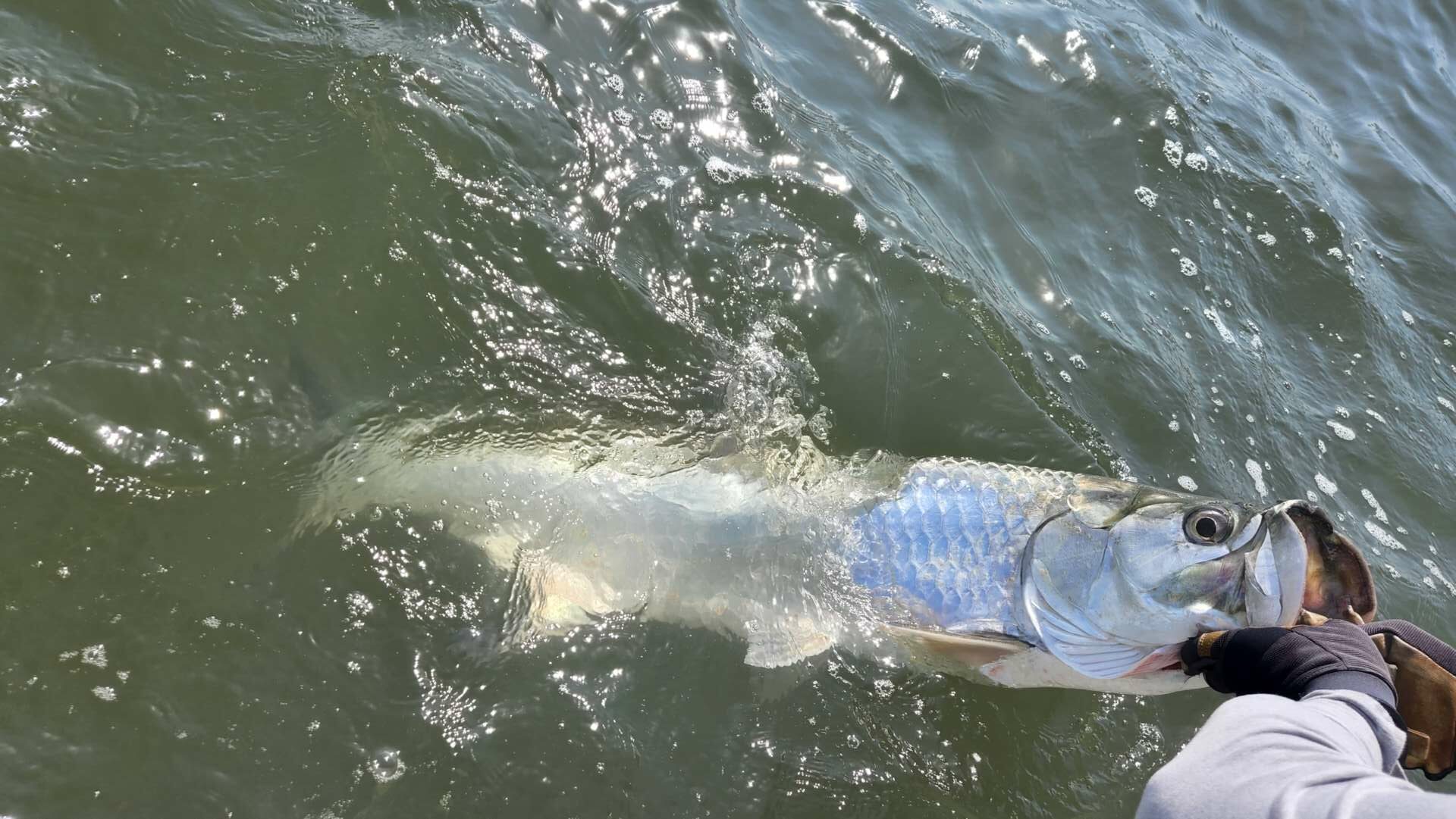 a picture of Return of the Silver King: 2023 Myrtle Beach Tarpon Fishing with Harvest Moon Fishing Charters