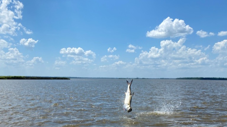 a picture of The 2023 Tarpon Fishing Season In Winyah Bay with Harvest Moon Fishing Charters