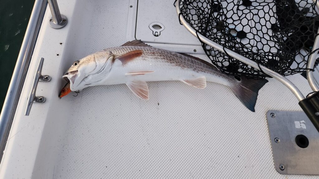 a picture of December Fishing Report for Winyah Bay with Harvest Moon Fishing Charters